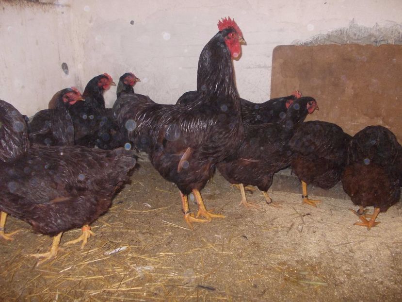  - Gaini Rhode Island matca 2017 oua de vanzare