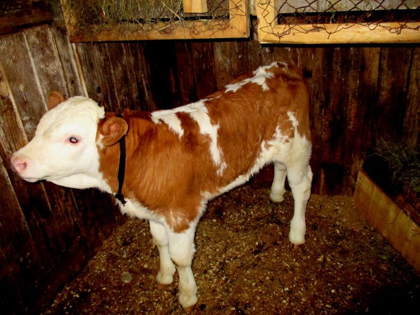 Tauras 2017 - 4 Alte animale din gospodarie