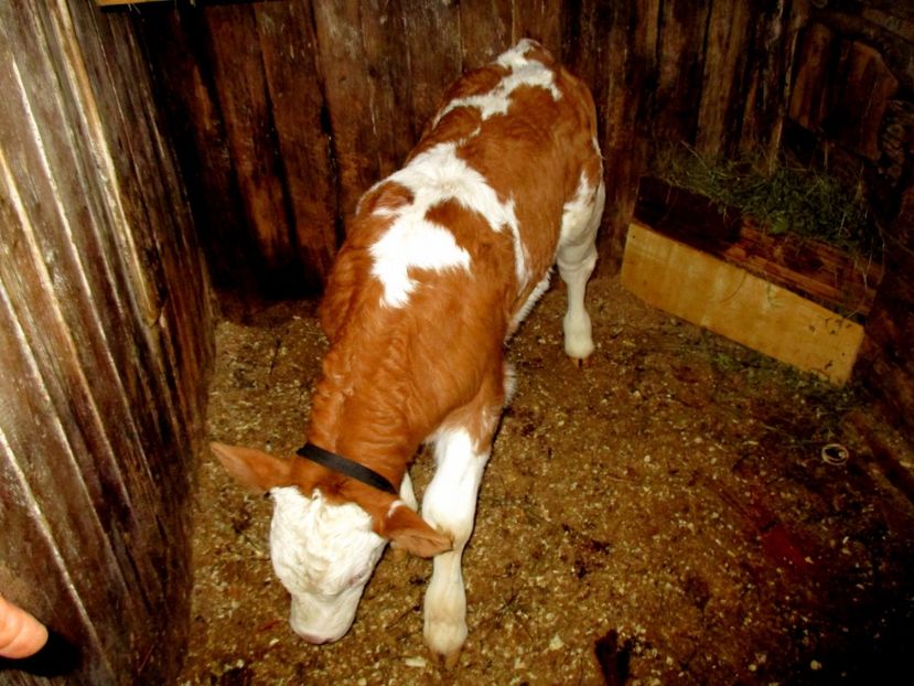 Tauras 2017 - 4 Alte animale din gospodarie