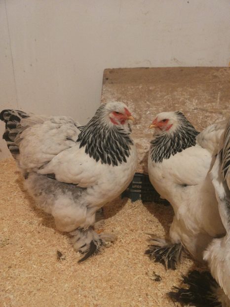  - 1 Brahma columbia alb-negru 2017