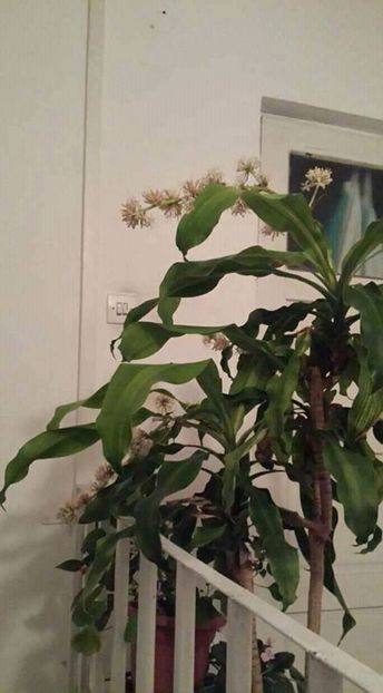 yuca inflorita - Cand vad atatea frumuseti nu ma pot abtine 2017