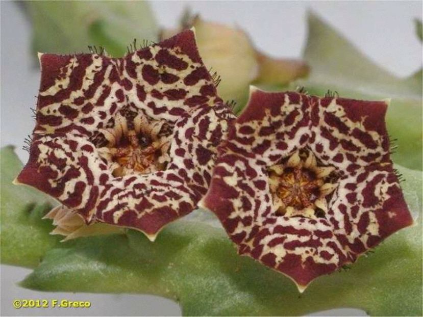  - Cand vad atatea frumuseti nu ma pot abtine 2017