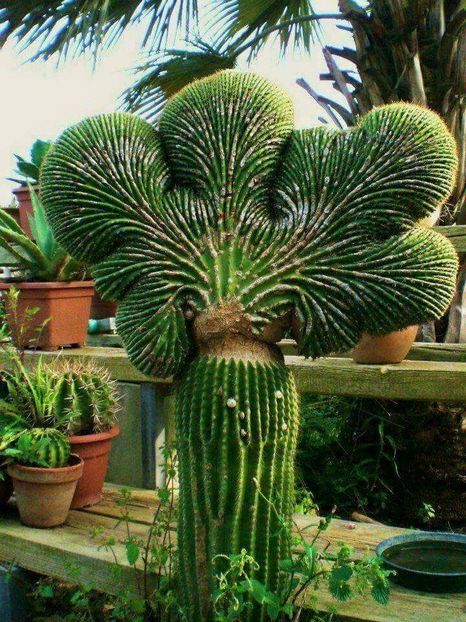  - Cand vad atatea frumuseti nu ma pot abtine 2017