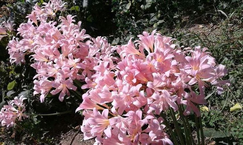 crini de gradina unde ii gasesc - Cand vad atatea frumuseti nu ma pot abtine 2017