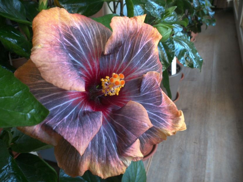 WIN_20170310_084653 - Black Rainbow