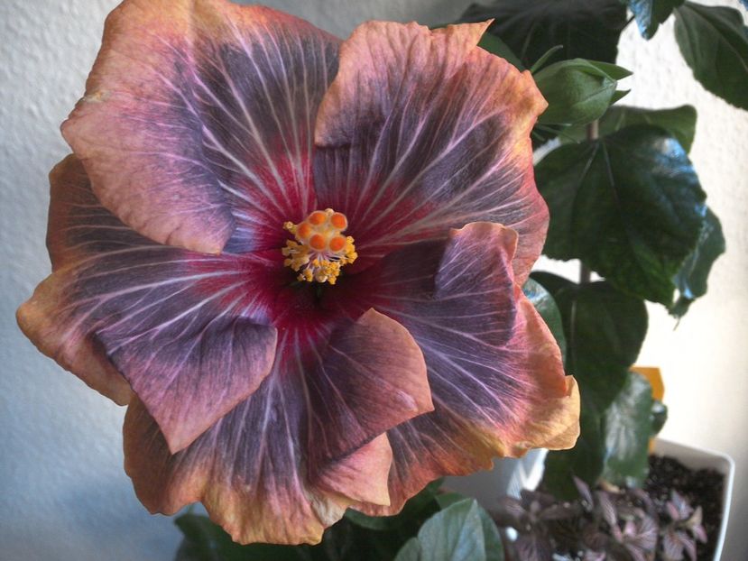 WIN_20170310_084750 - Black Rainbow