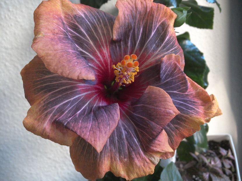 WIN_20170310_084758 - Black Rainbow