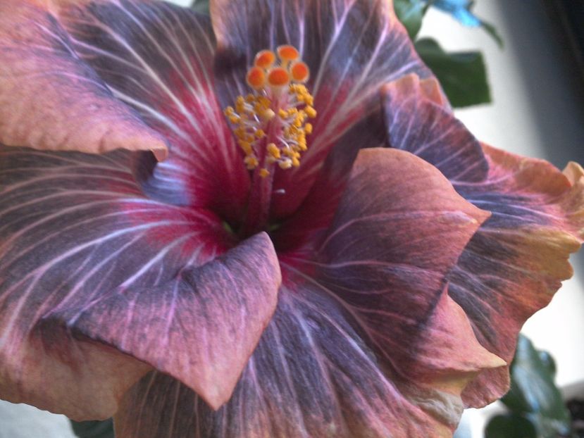 WIN_20170310_084901 - Black Rainbow