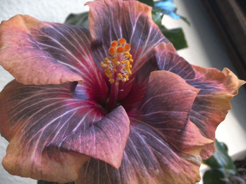 WIN_20170310_084915 - Black Rainbow