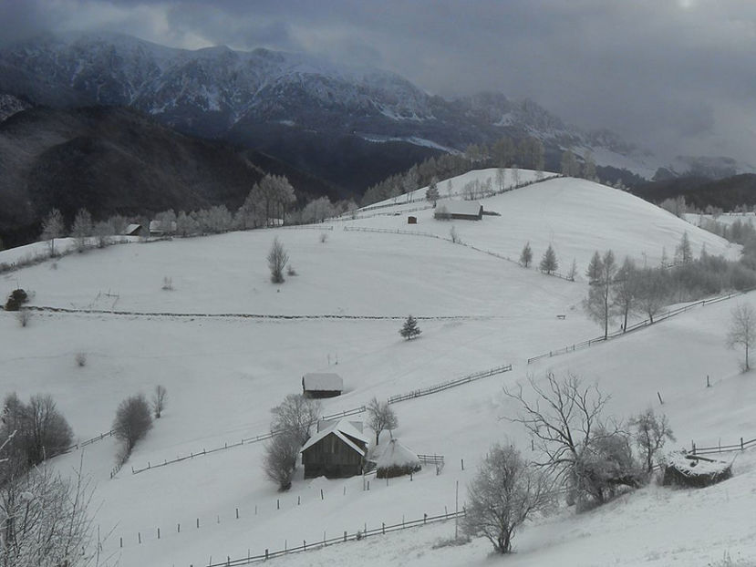  - Foto--peisaje_animale