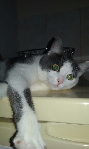  - ELSA