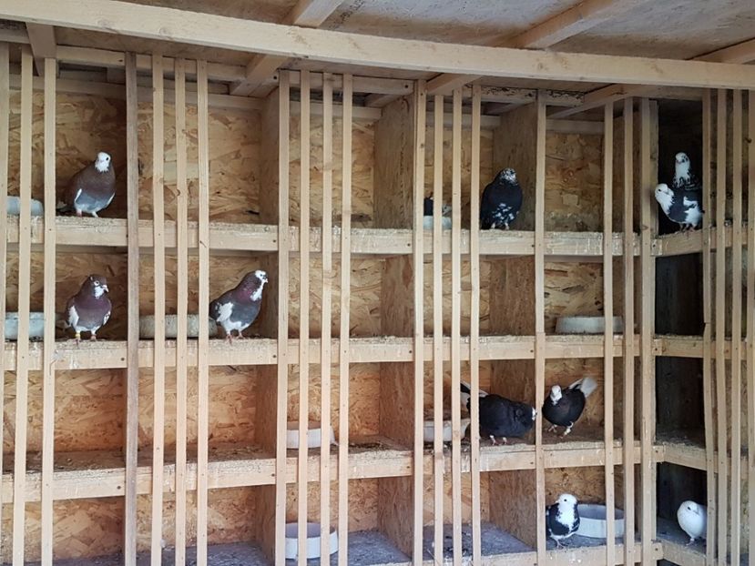  - Matca Rolleri 2017