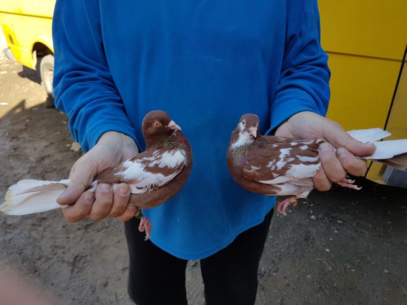  - Matca Rolleri 2017