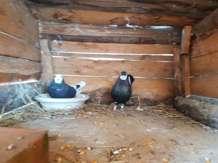  - Matca Rolleri 2017