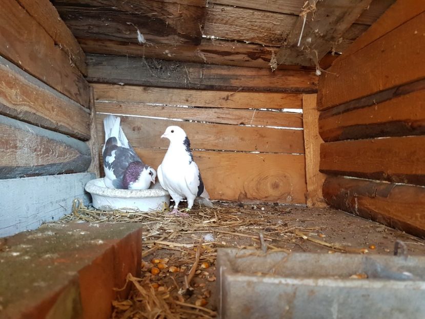  - Matca Rolleri 2017