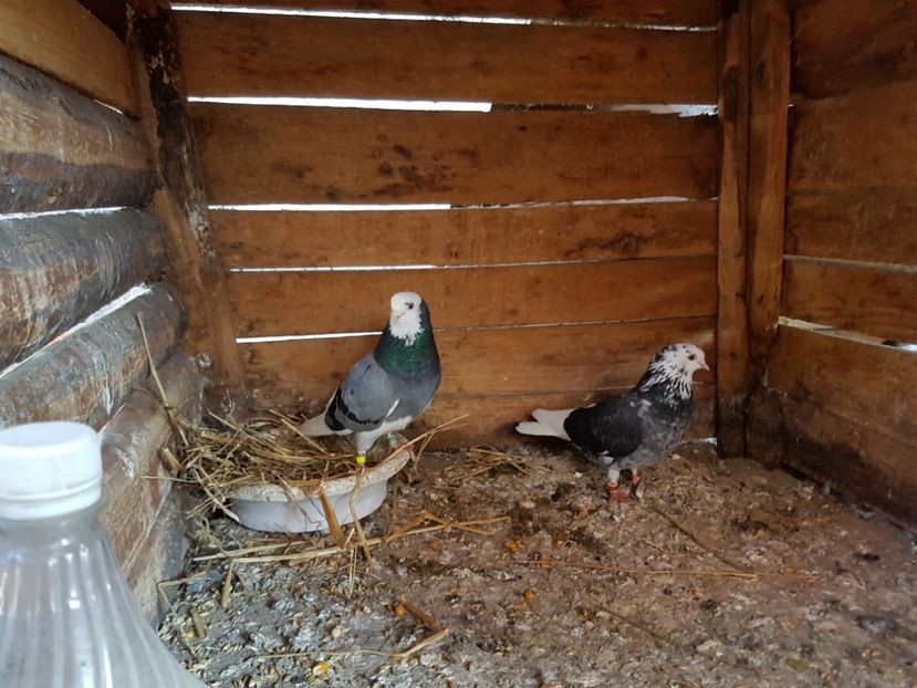  - Matca Rolleri 2017