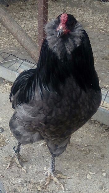 Araucana albastră 2017 - Araucana albastru