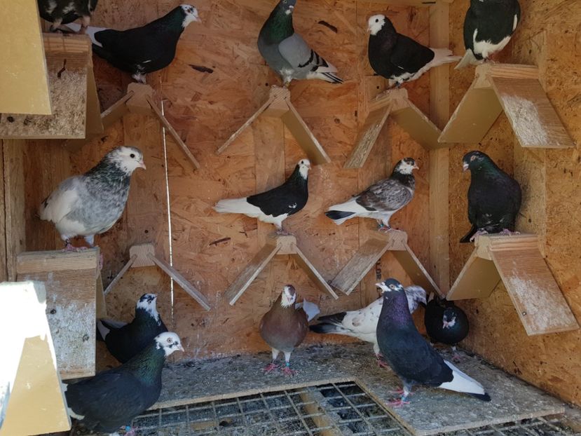  - Rolleri mei antrenati 2016-2017