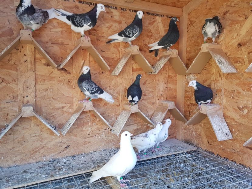  - Rolleri mei antrenati 2016-2017