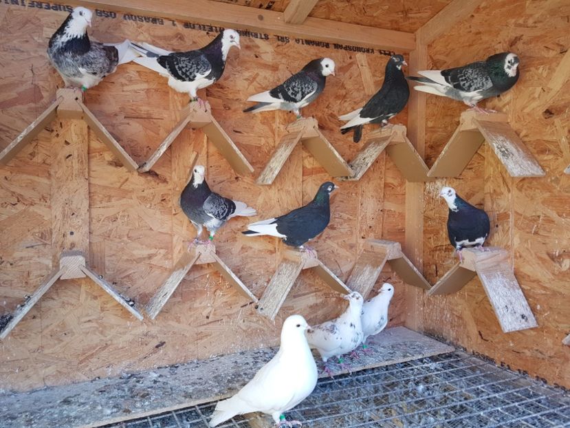  - Rolleri mei antrenati 2016-2017