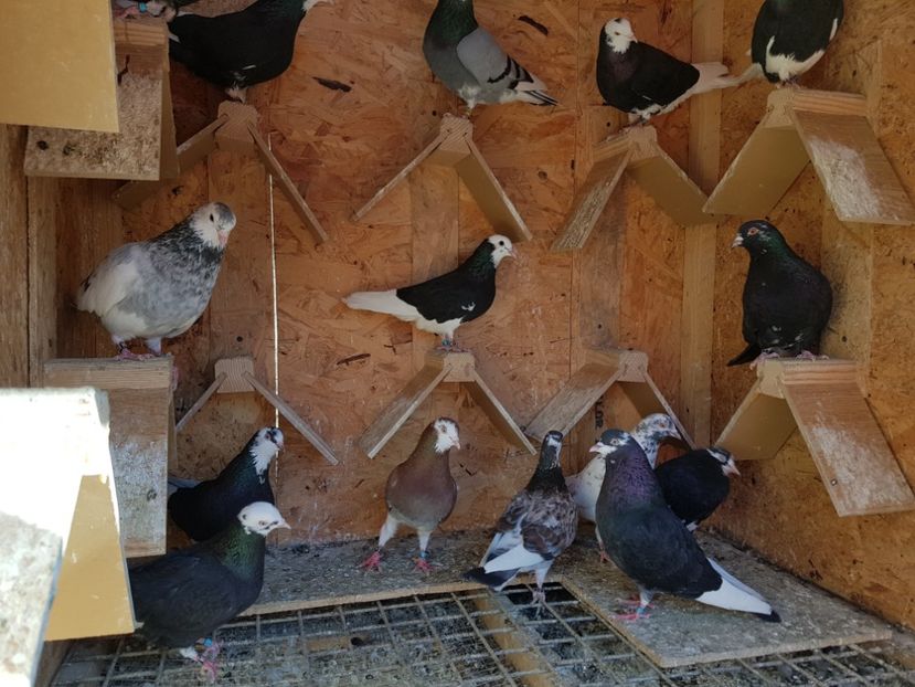  - Rolleri mei antrenati 2016-2017