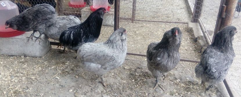 Araucana albastră 2017 - Araucana albastru