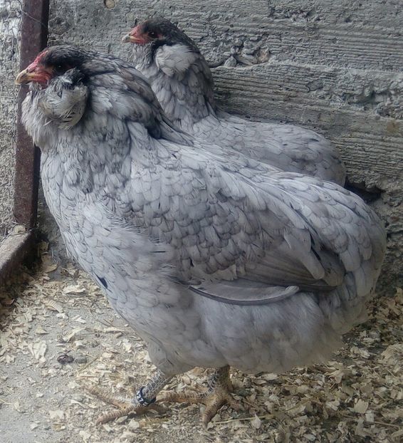 Araucana albastră 2017 - Araucana albastru