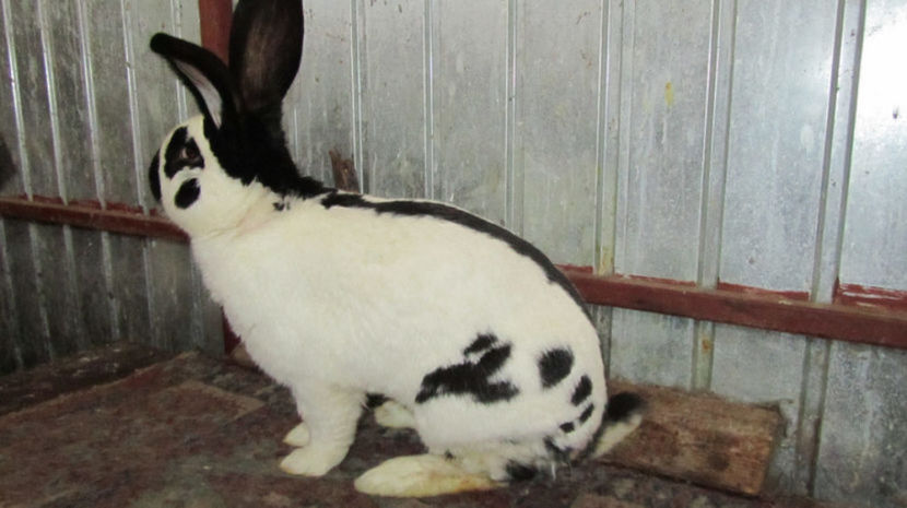  - Mascul12 8 kg DE VANZARE