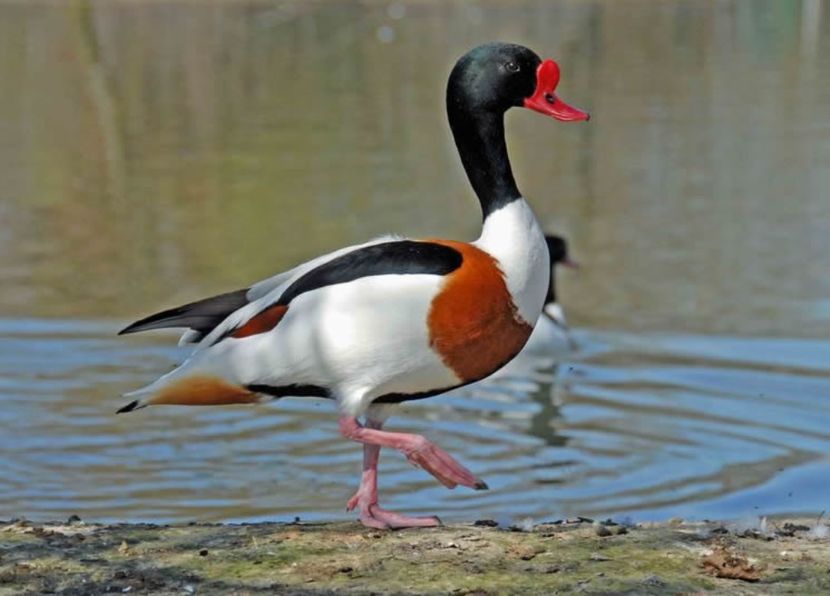  - Rațe Călifar Alb