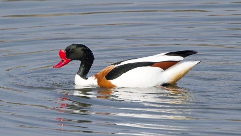  - Rațe Călifar Alb