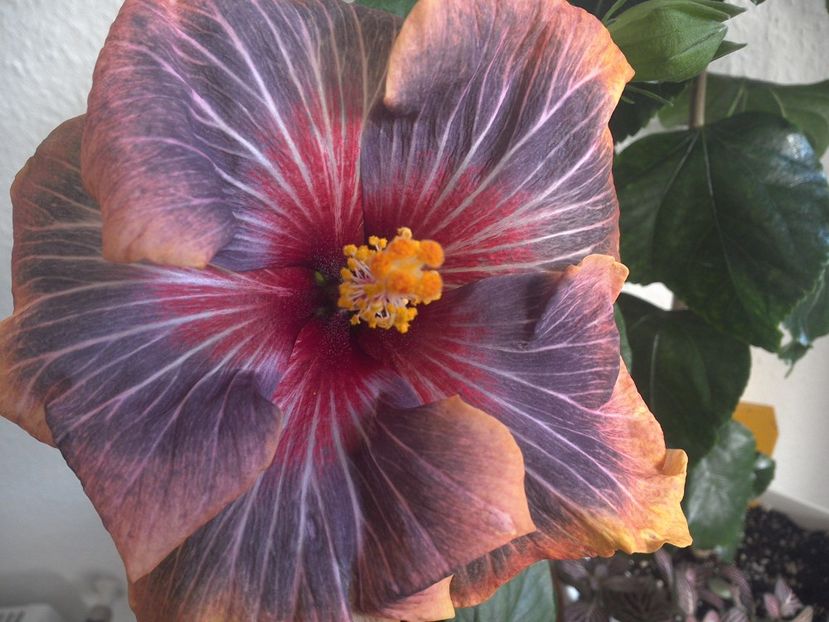 WIN_20170310_104224 - 02Hibiscus