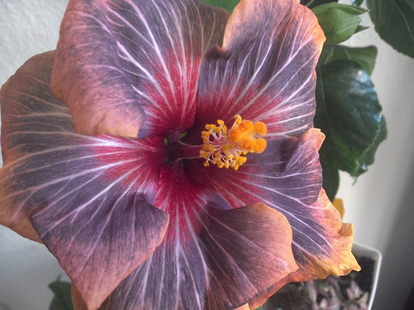 WIN_20170310_104235 - 02Hibiscus