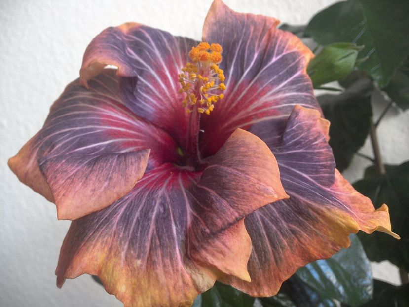 WIN_20170310_104253 - 02Hibiscus
