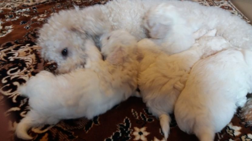  - DE VANZARE  PUI BICHON FRISE 2017