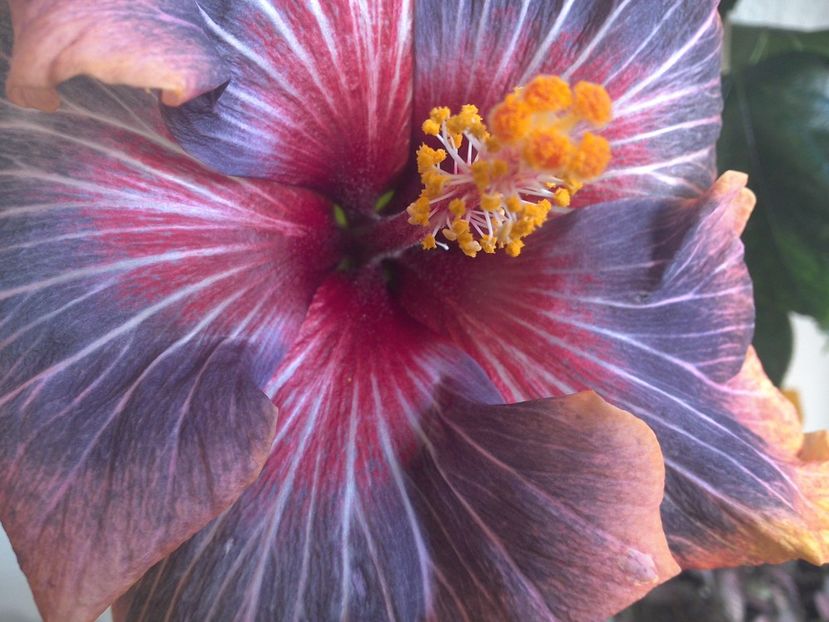 WIN_20170310_110612 - 02Hibiscus