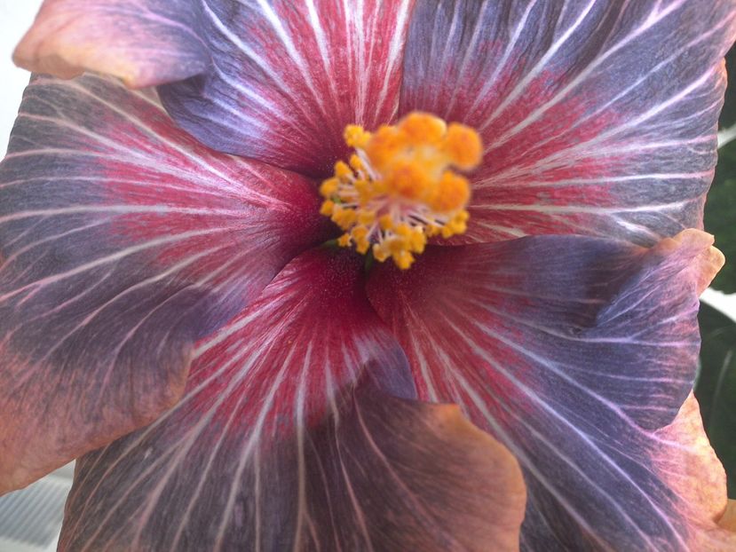 WIN_20170310_110627 - 02Hibiscus