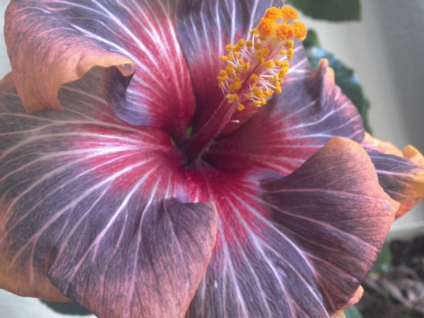 WIN_20170310_110643 - 02Hibiscus