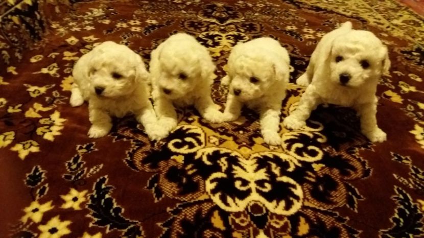  - DE VANZARE  PUI BICHON FRISE 2017