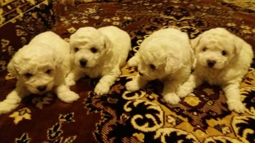  - DE VANZARE  PUI BICHON FRISE 2017