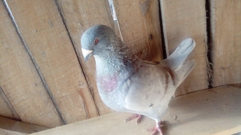  - Porumbei americani