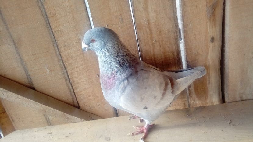  - Porumbei americani