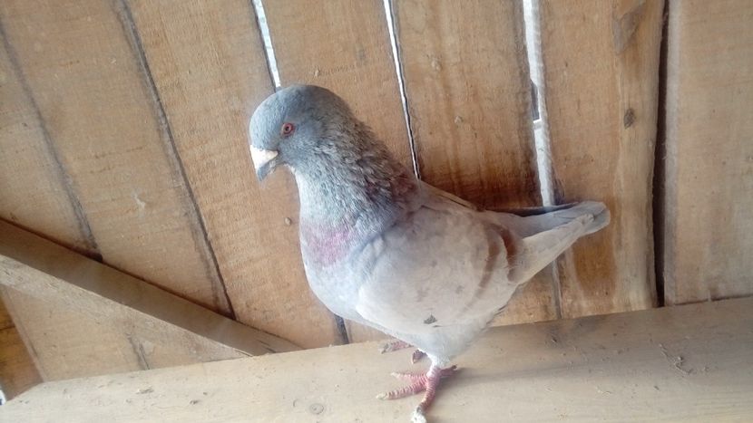  - Porumbei americani