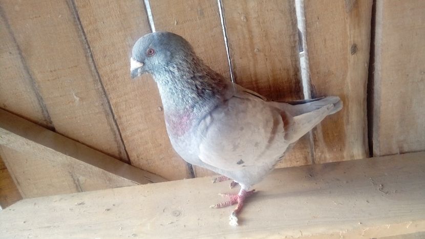  - Porumbei americani