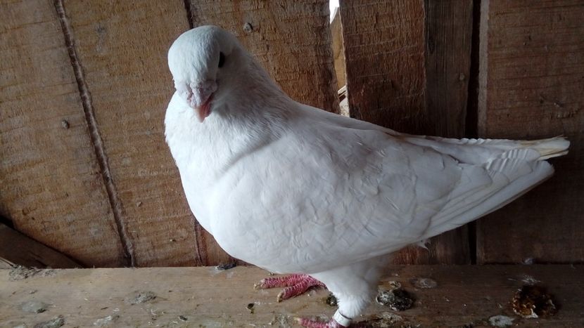  - Porumbei americani