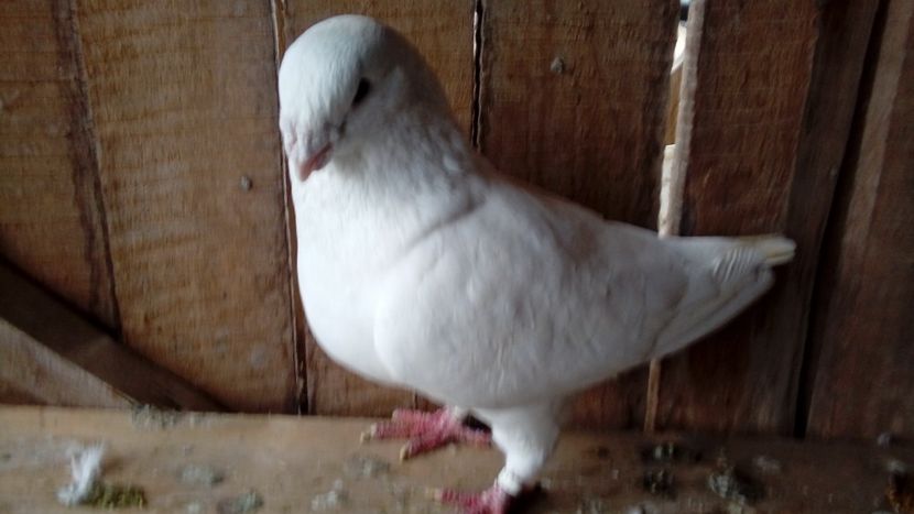  - Porumbei americani