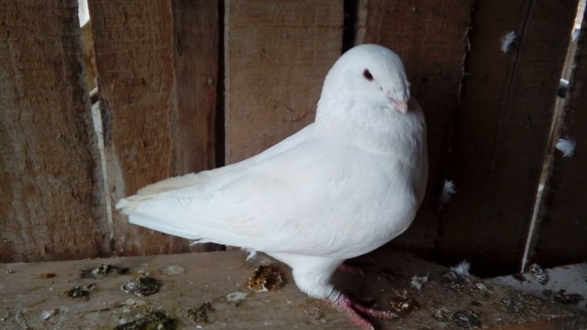  - Porumbei americani