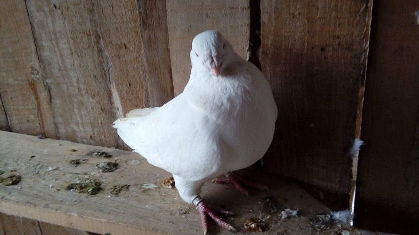  - Porumbei americani