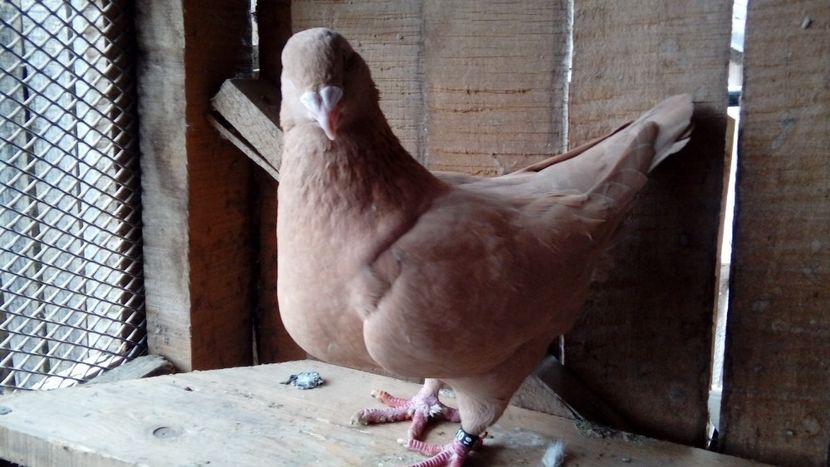  - Porumbei americani