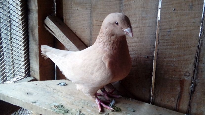  - Porumbei americani