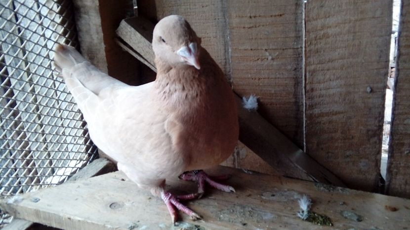  - Porumbei americani